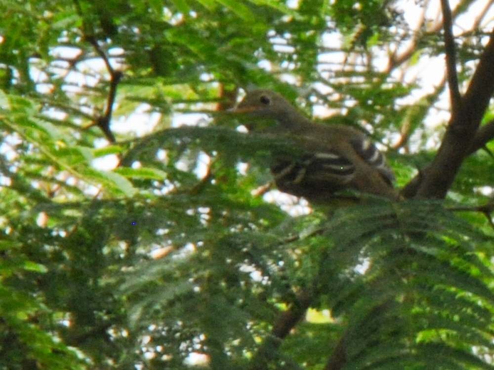 Small-billed Elaenia - ML640060053
