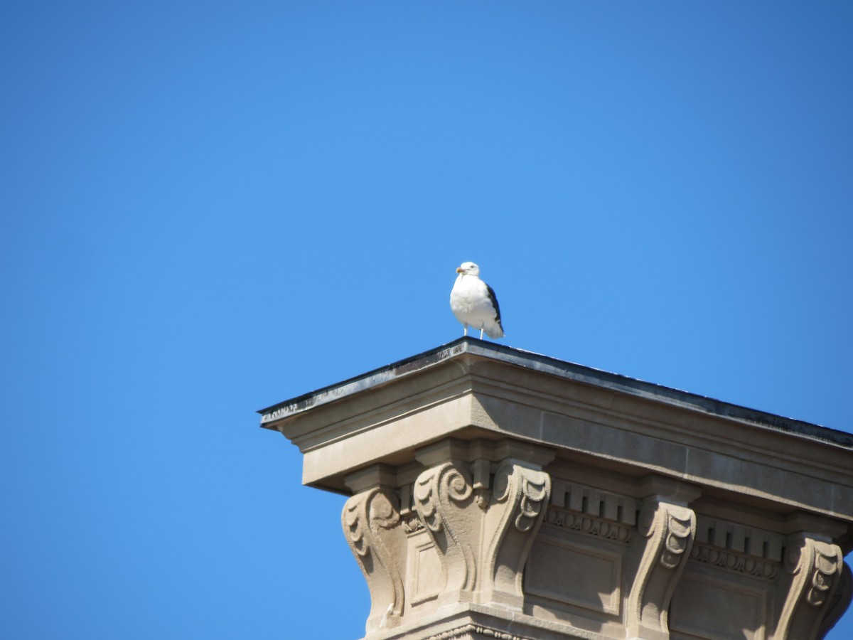 Great Black-backed Gull - ML640060095