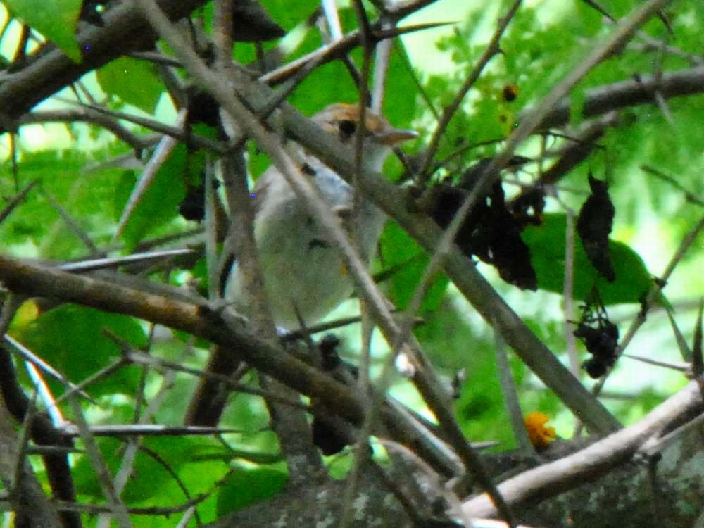 Fulvous-crowned Scrub-Tyrant - ML640060099