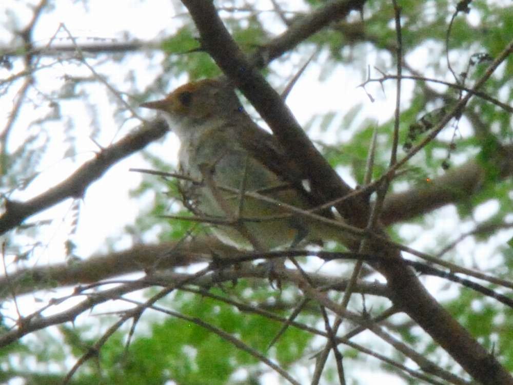 Fulvous-crowned Scrub-Tyrant - ML640060107