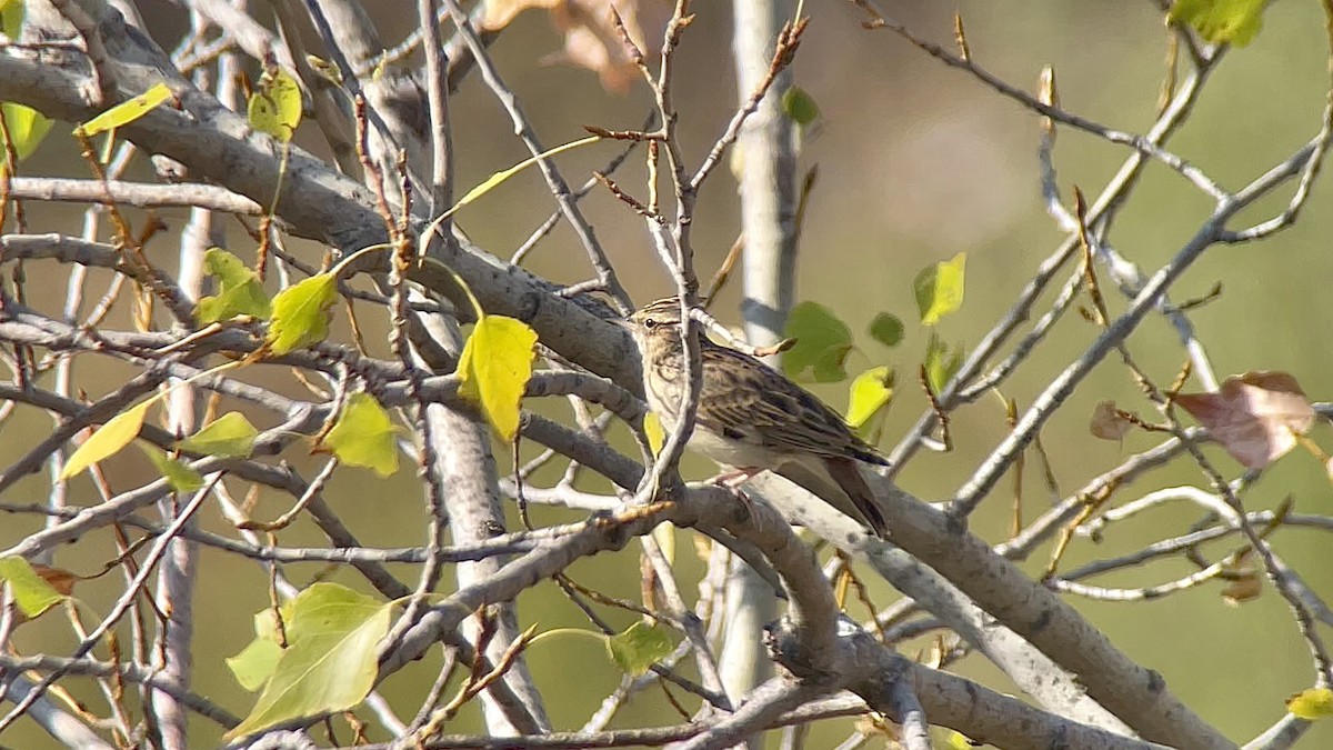 Wood Lark - ML640060137