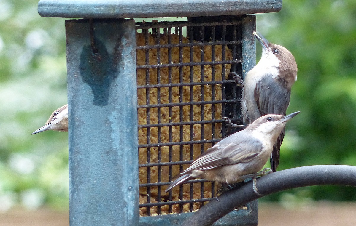 Brown-headed Nuthatch - ML640060139