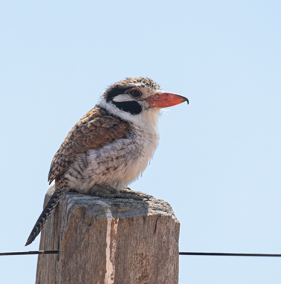 White-eared Puffbird - ML640060165