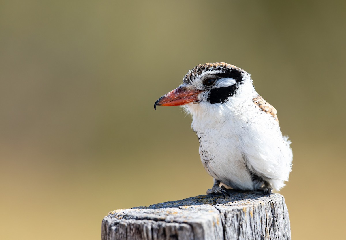 White-eared Puffbird - ML640060166