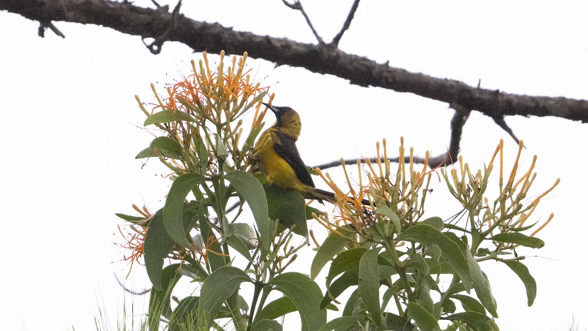 Turpial Dorsidorado - ML640060178