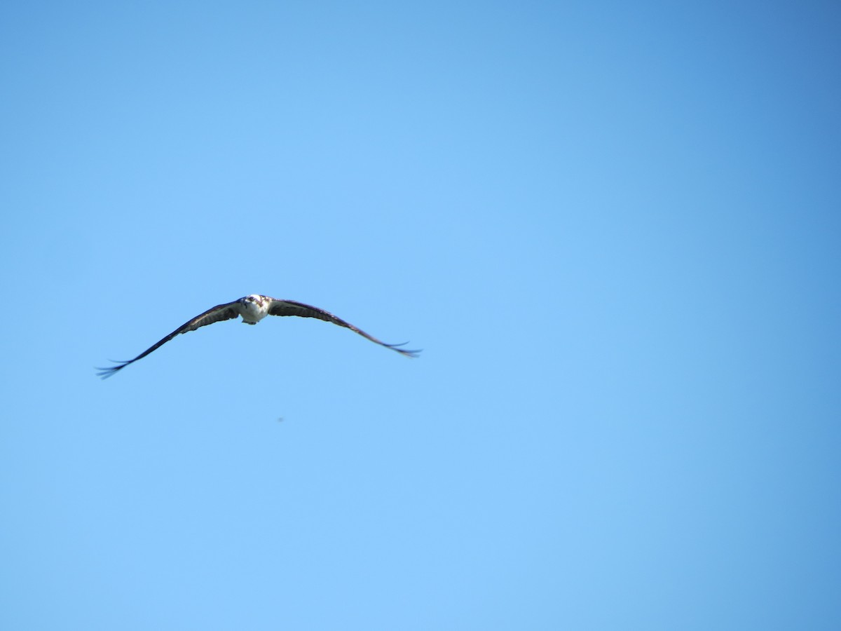 Osprey - ML640060185