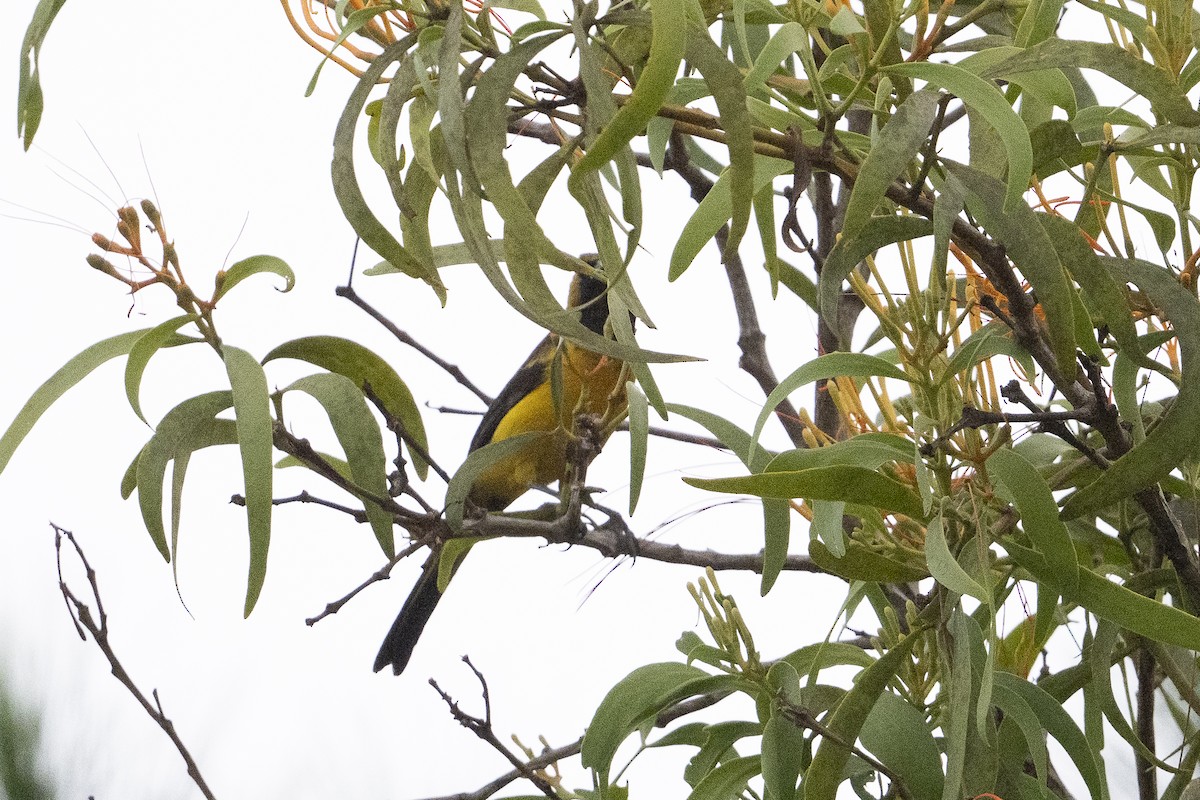 Turpial Dorsidorado - ML640060187