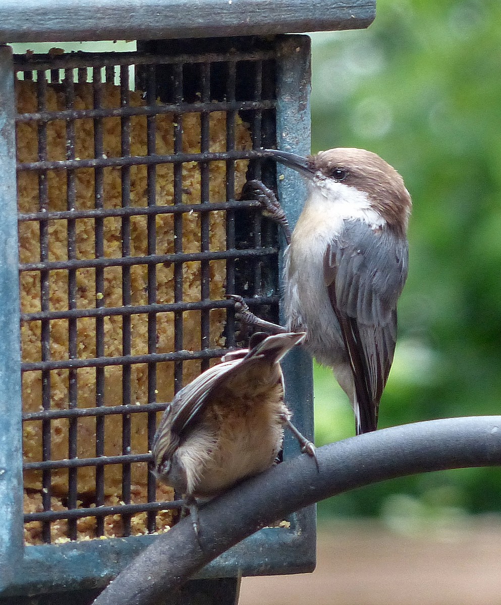 Brown-headed Nuthatch - ML640060218