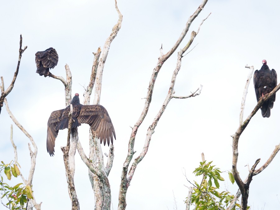 Turkey Vulture - ML640060257