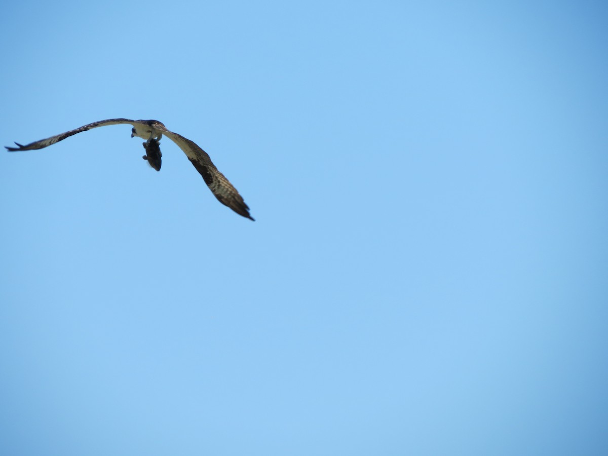 Osprey - ML640060266