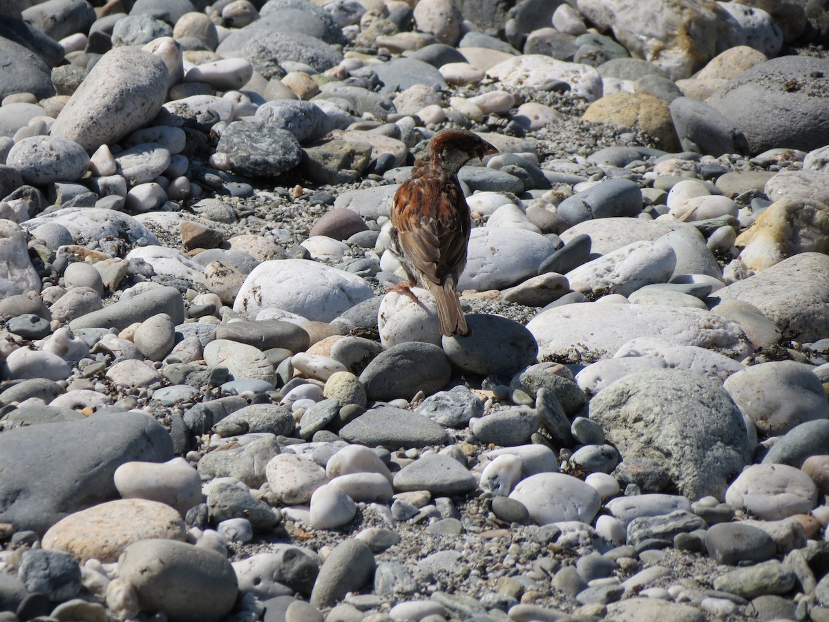 House Sparrow - ML640060304