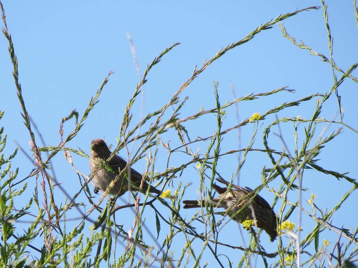 House Finch - ML640060310