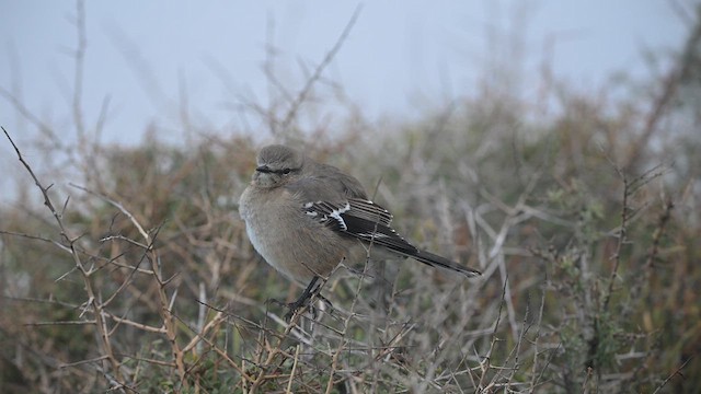 Patagonian Mockingbird - ML640060346