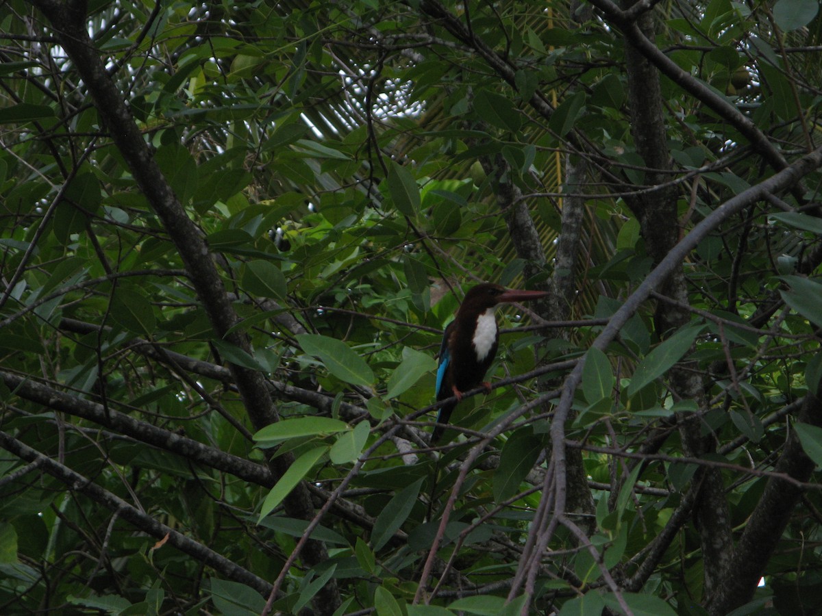 White-throated Kingfisher - ML640060382