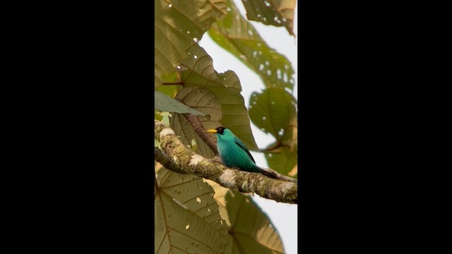 Green Honeycreeper - ML640060383