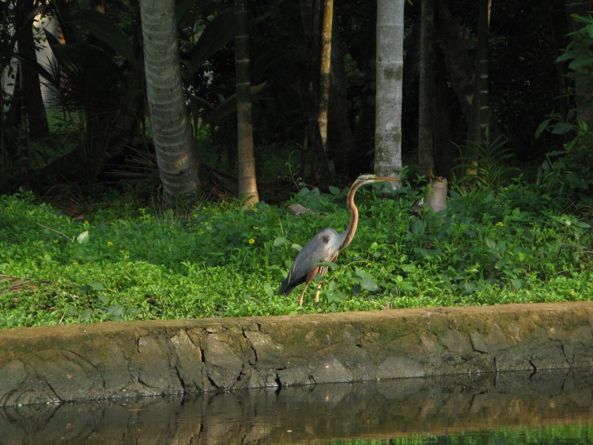 Purple Heron - ML640060396