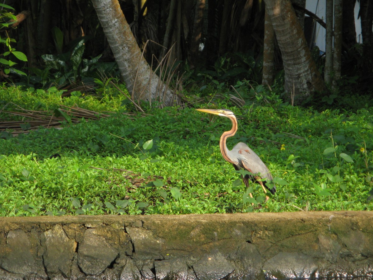 Purple Heron - ML640060397