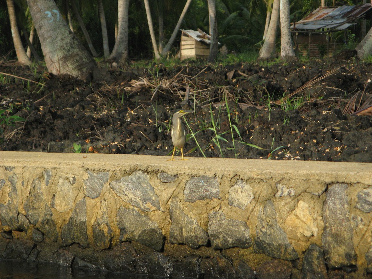 Striated Heron (Old World) - ML640060418