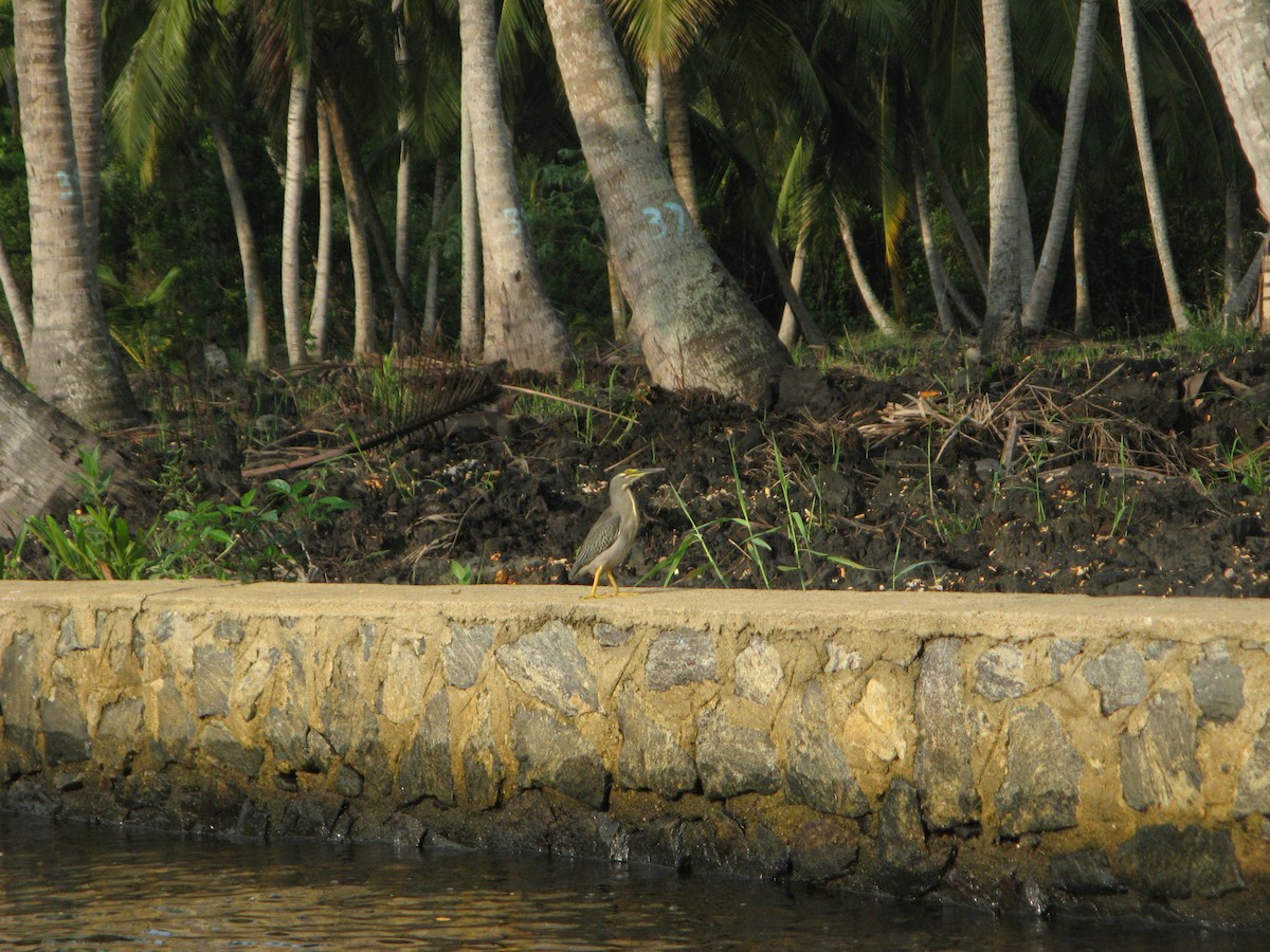 Striated Heron (Old World) - ML640060419