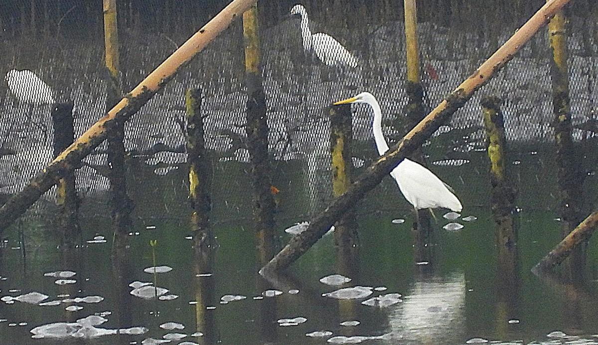 egretthegre - ML640060463