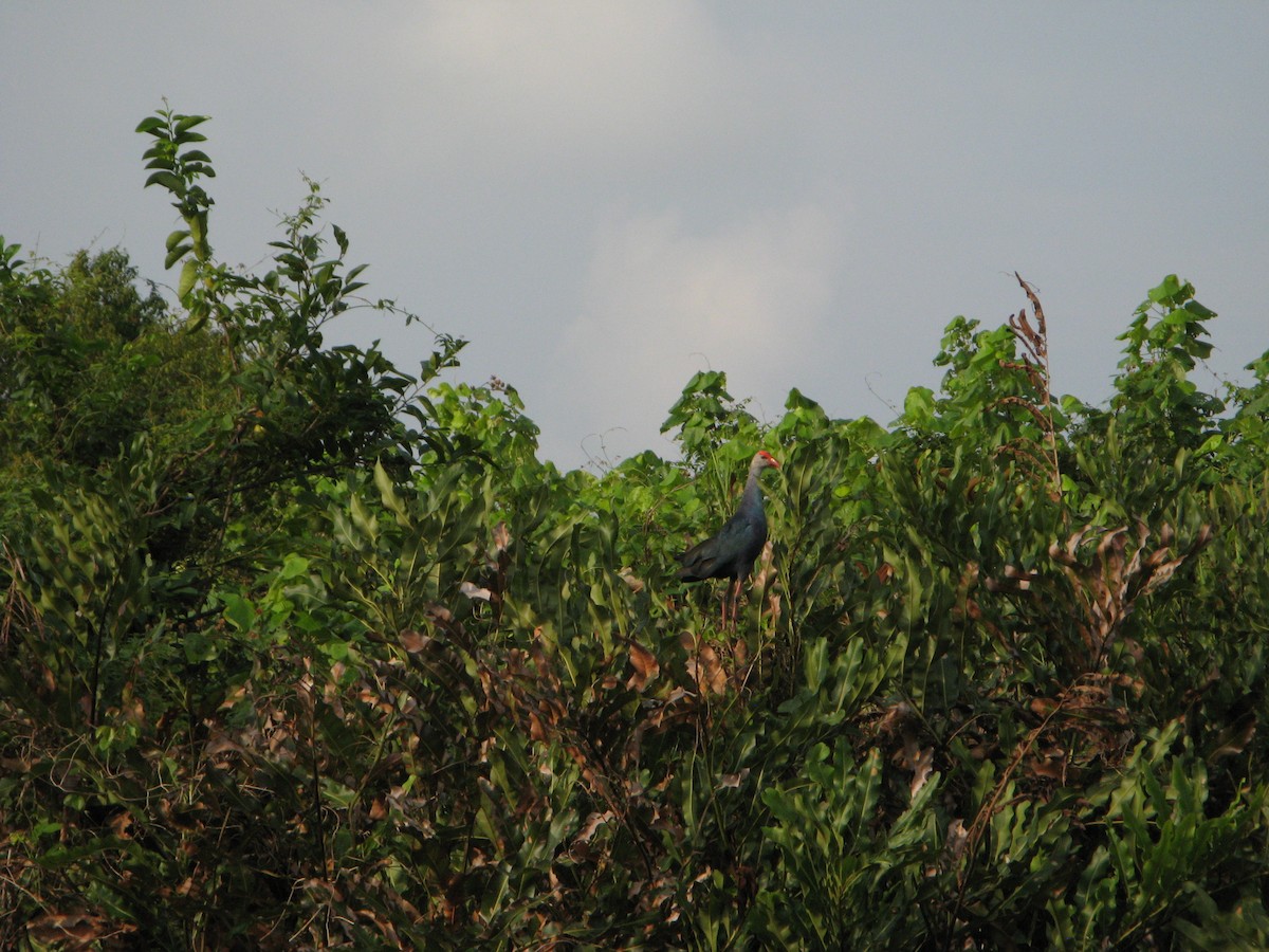 Gray-headed Swamphen - ML640060465