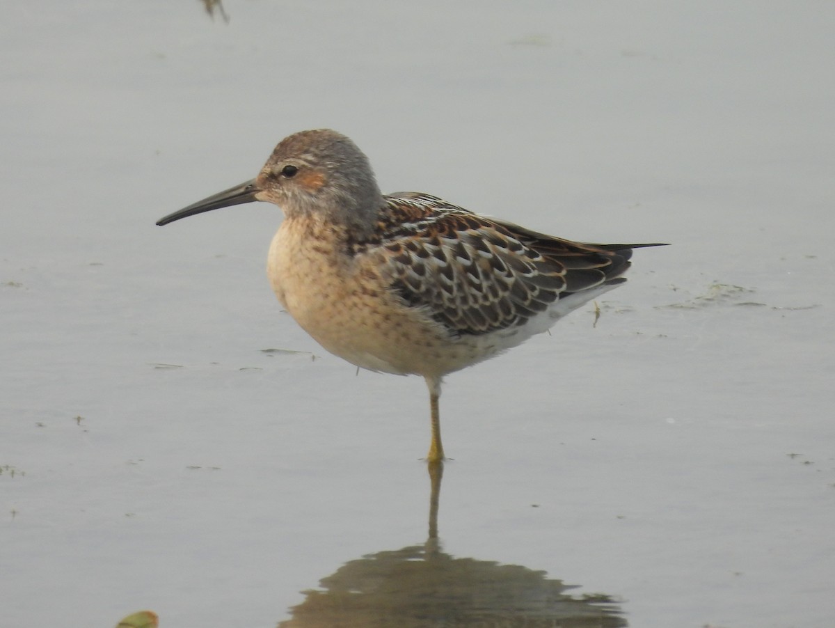 Stilt Sandpiper - ML640060503