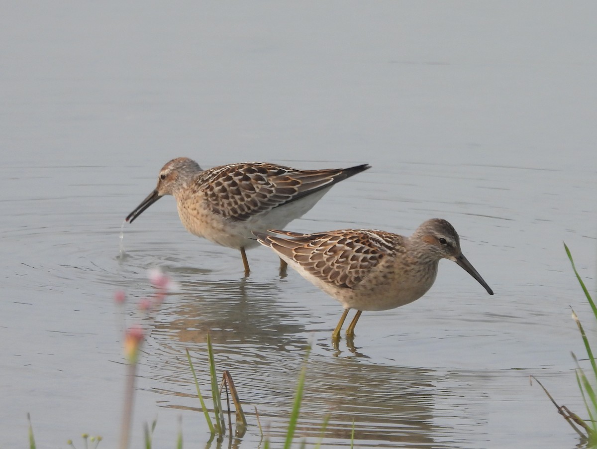 Stilt Sandpiper - ML640060504