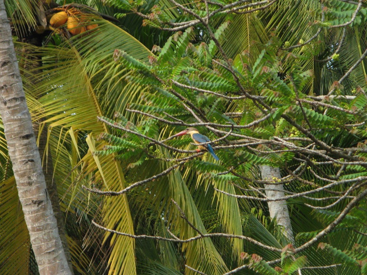 Stork-billed Kingfisher - ML640060505