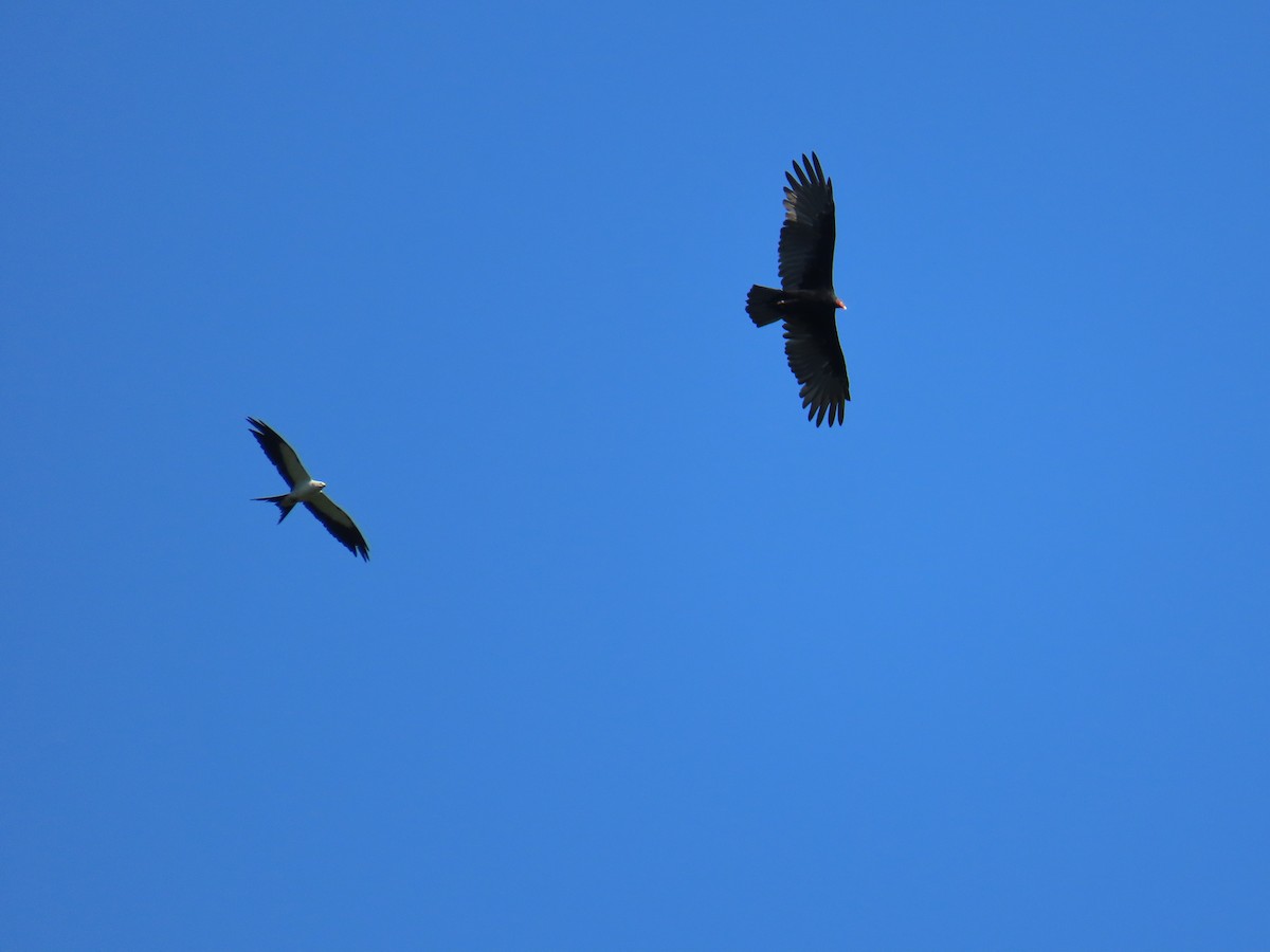 Turkey Vulture - ML640060530