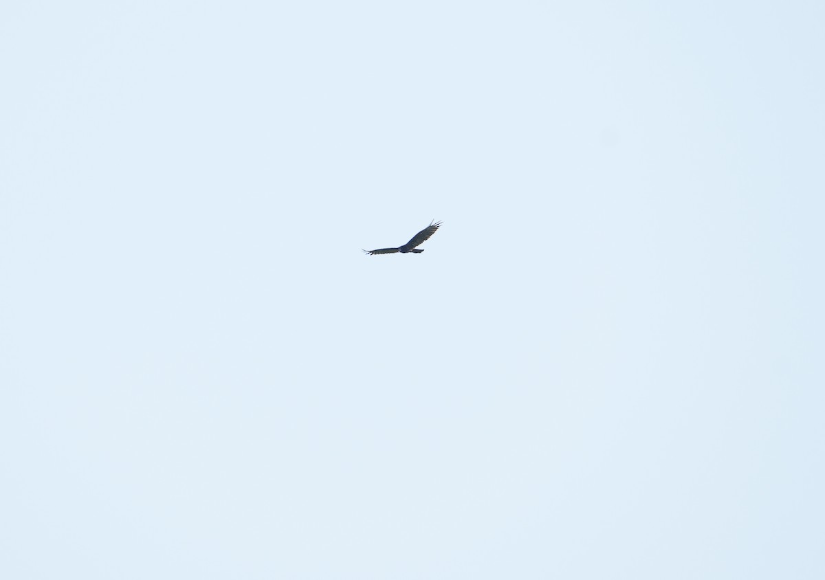 Turkey Vulture - ML640060542