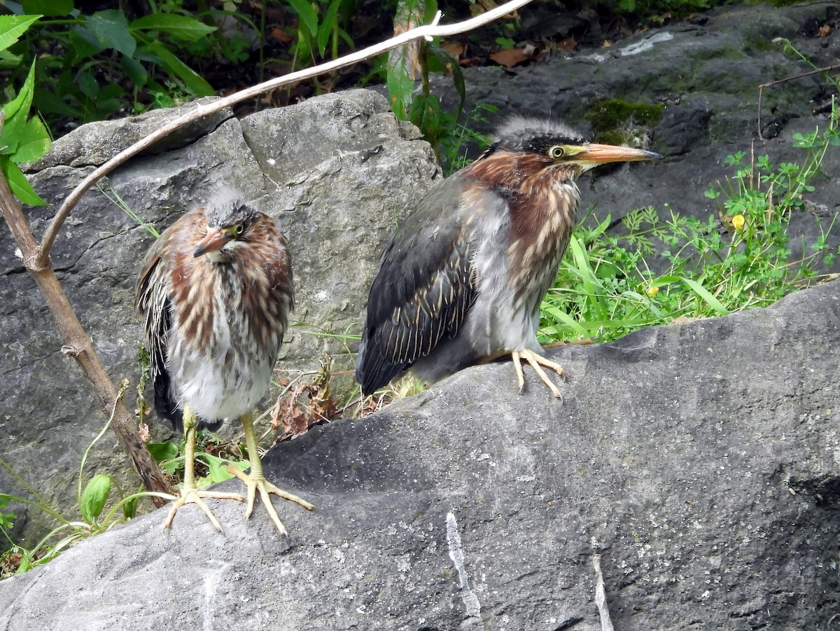 Green Heron - ML640060545