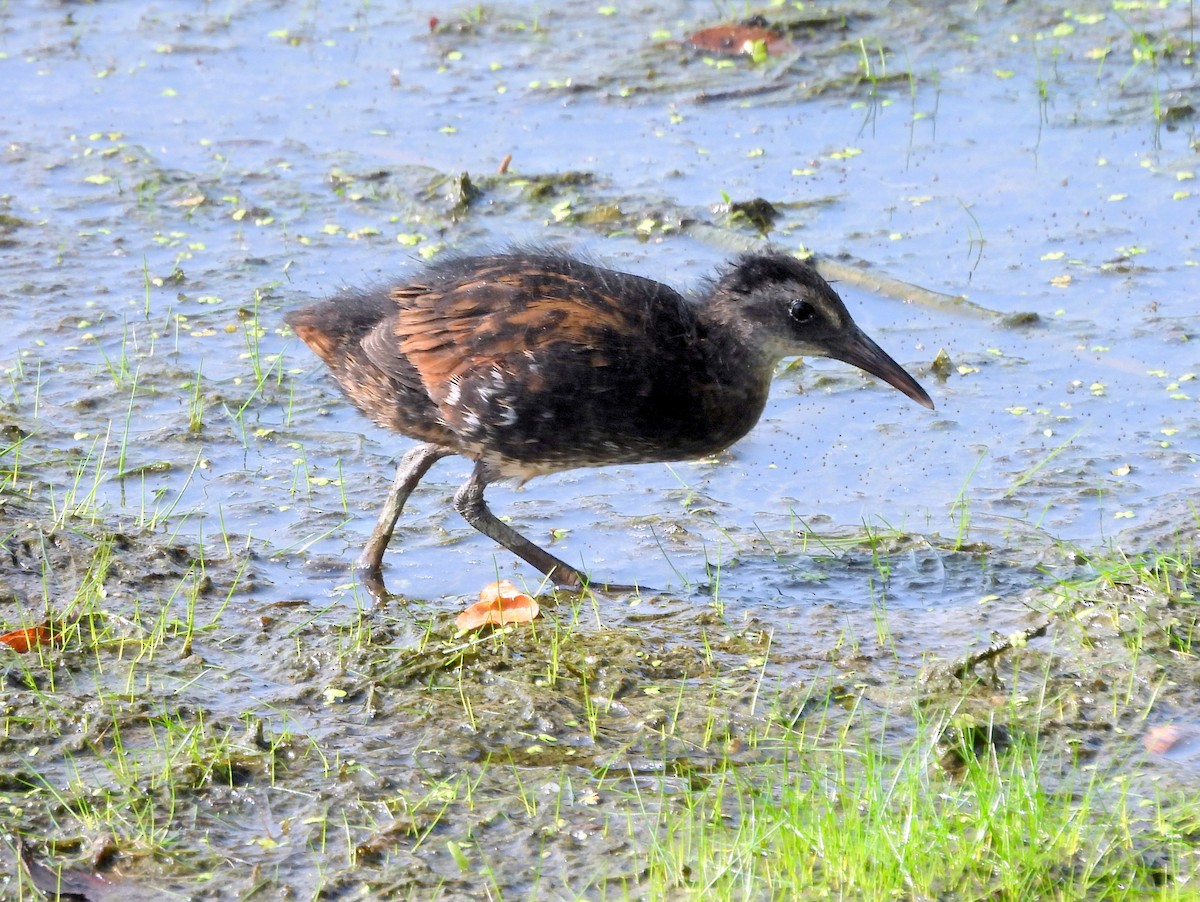 Virginia Rail - ML640060584