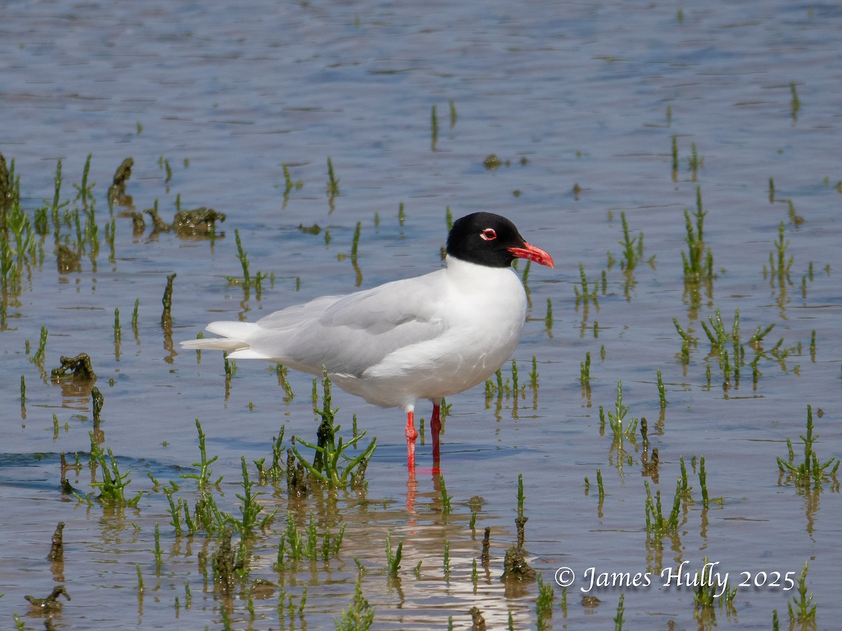 Mediterranean Gull - ML640060594
