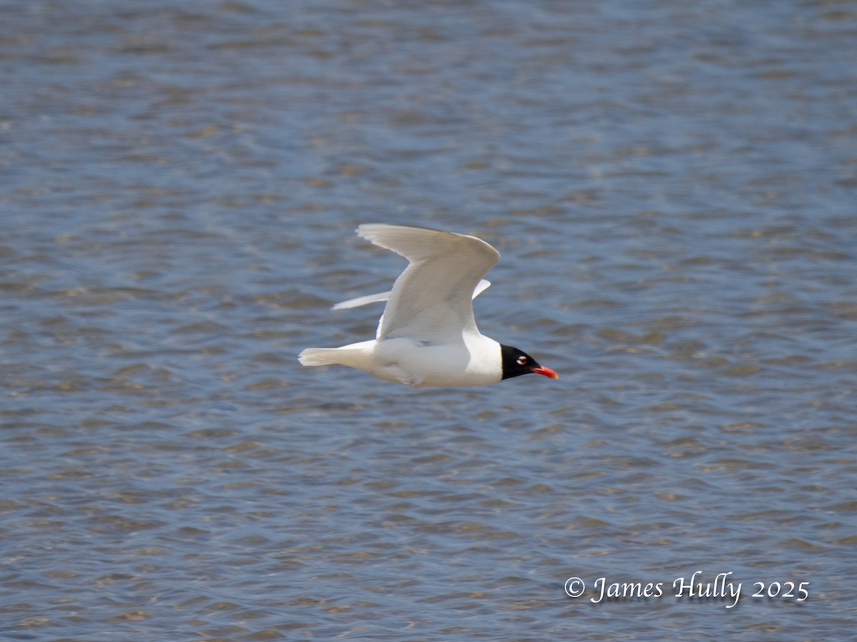 Mediterranean Gull - ML640060597
