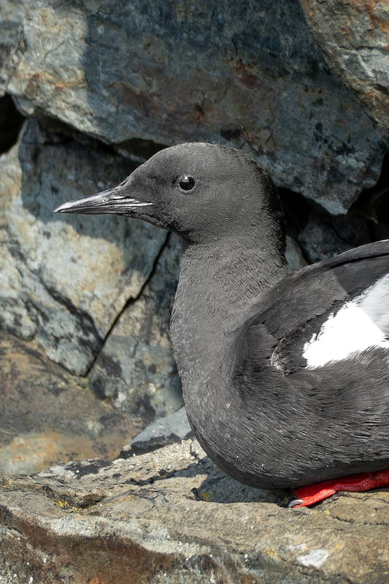 Black Guillemot - ML640060646