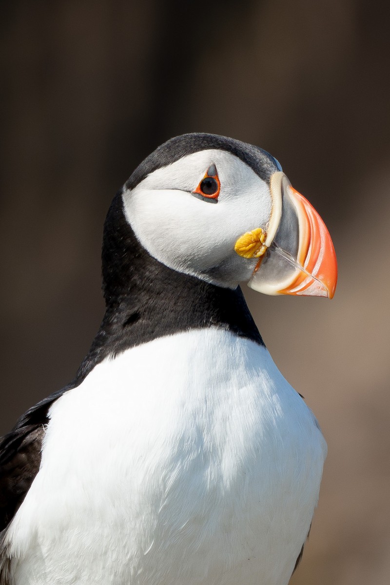 Atlantic Puffin - ML640060650