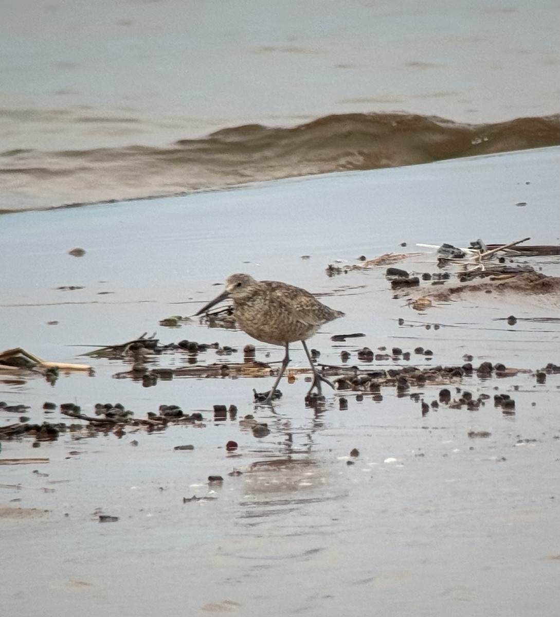 Willet - ML640060652