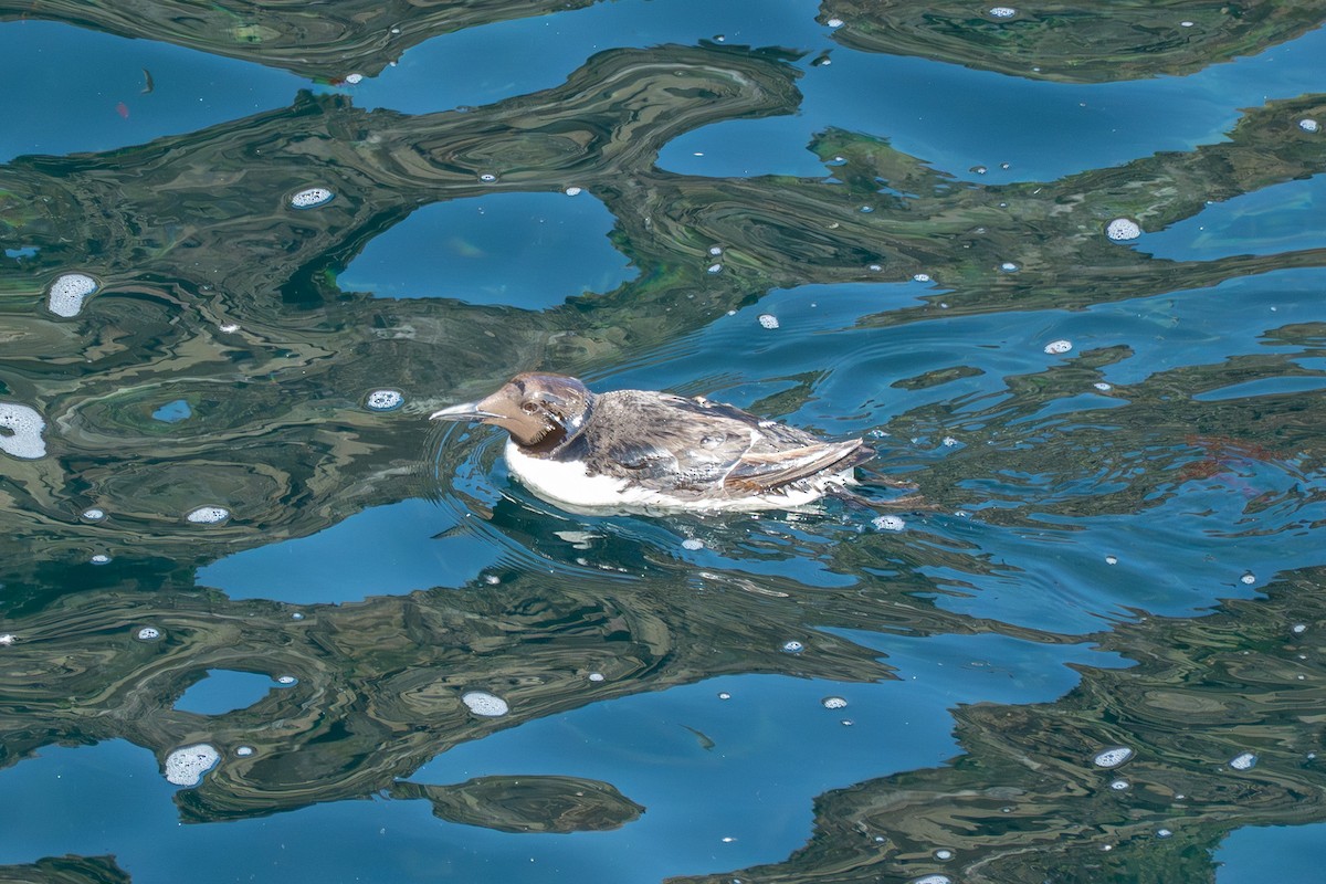 Common Murre - ML640060653