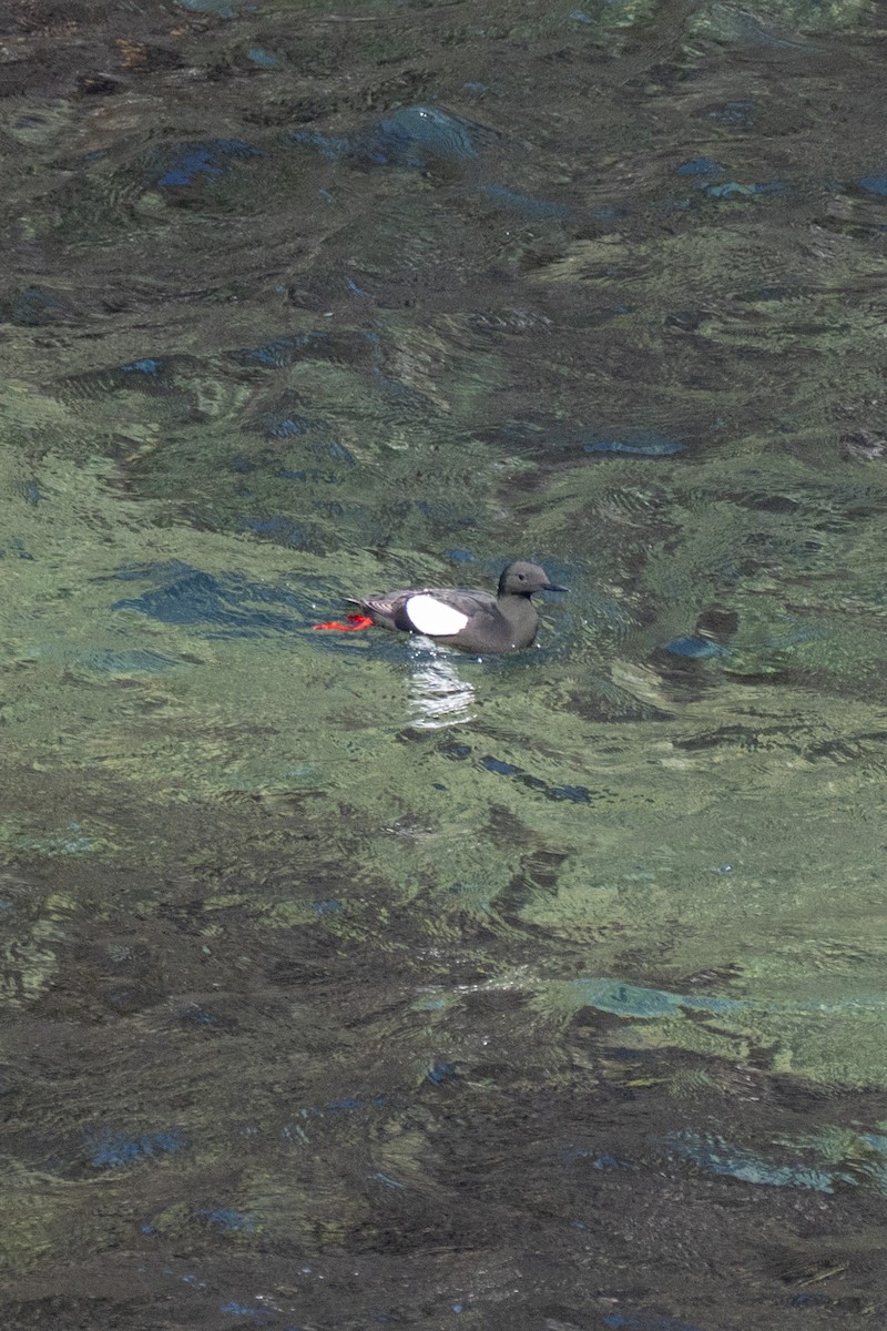 Black Guillemot - ML640060659