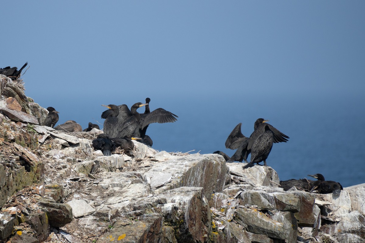 Double-crested Cormorant - ML640060670