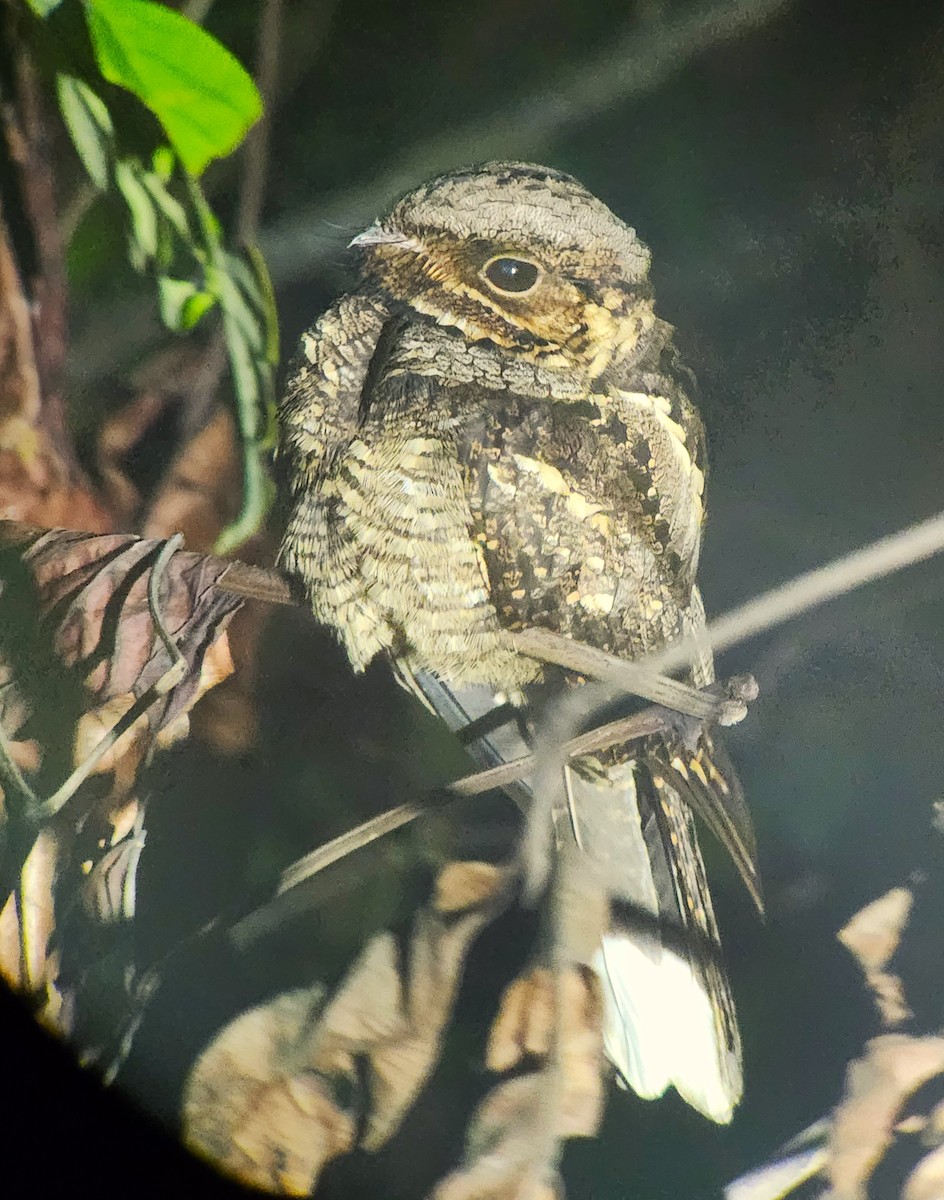 Andaman Nightjar - ML640060684