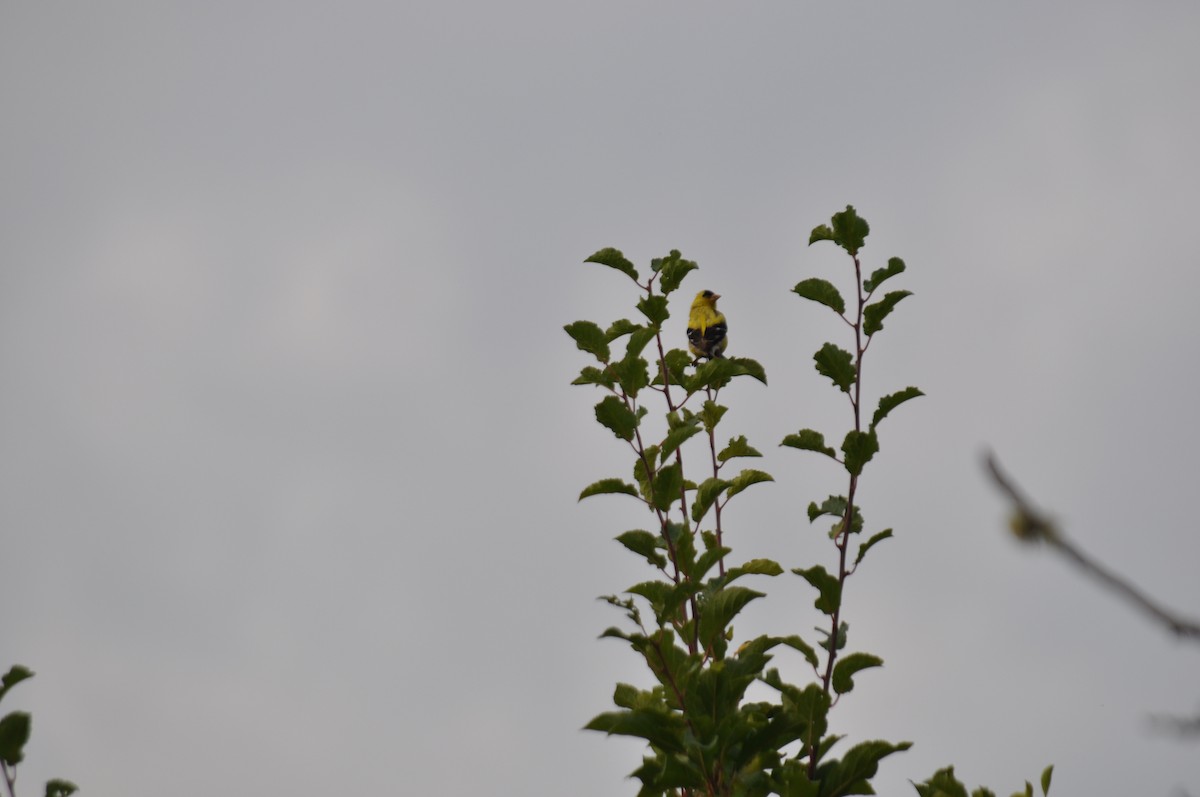 American Goldfinch - ML640060725