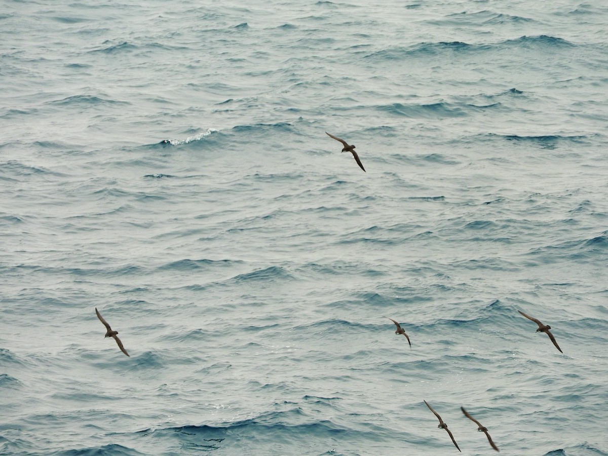 Galapagos Shearwater - ML640060731