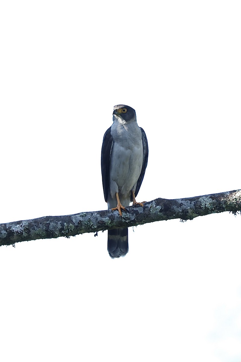 Gray-bellied Hawk - ML640060742
