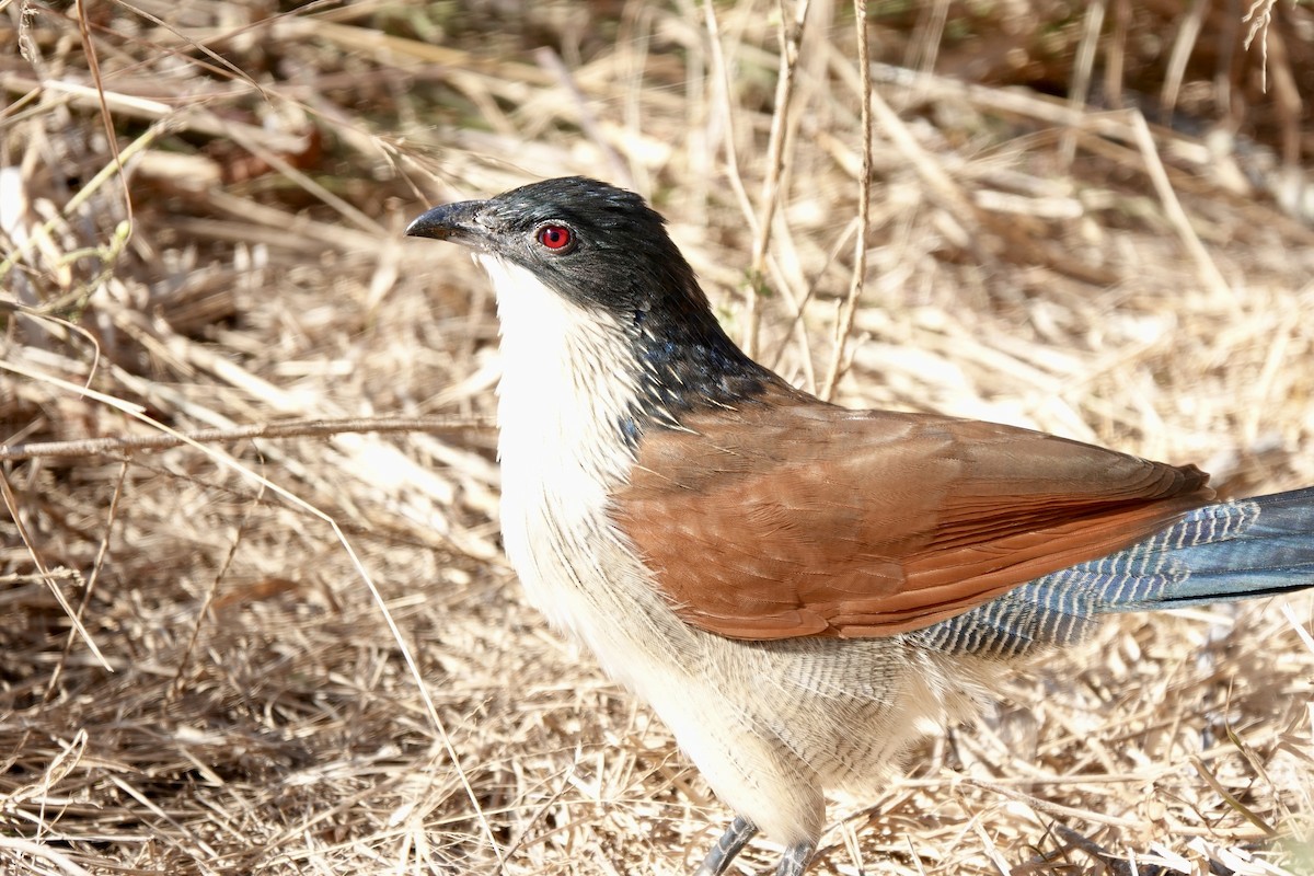 Coucal de Burchell - ML640060743