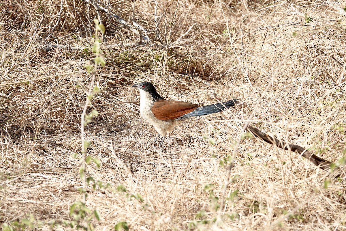 Coucal de Burchell - ML640060744