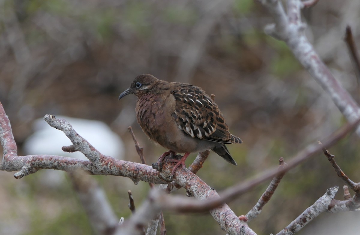 Galapagos Dove - ML640060745