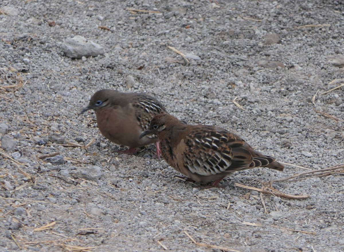 Galapagos Dove - ML640060746