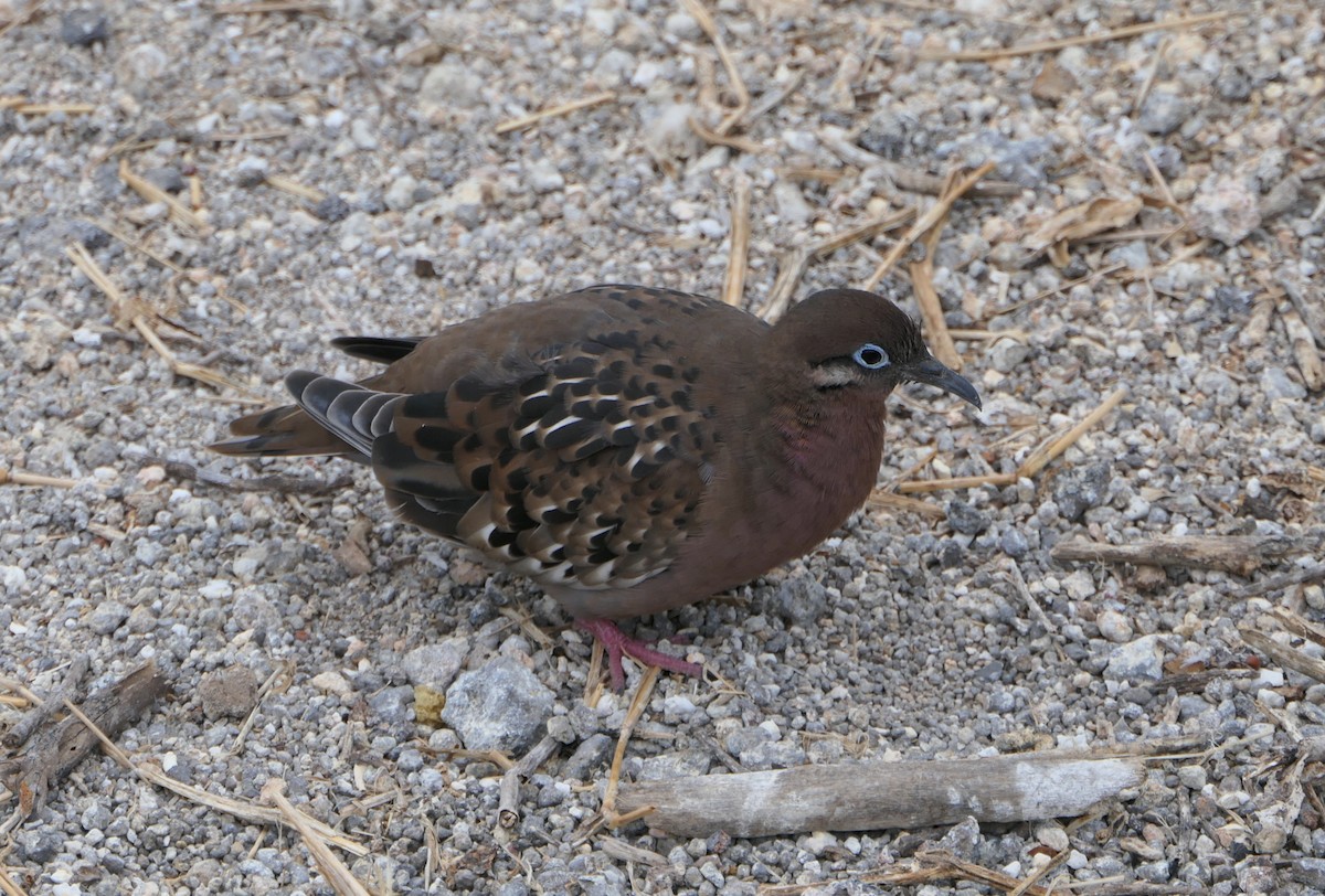 Galapagos Dove - ML640060748