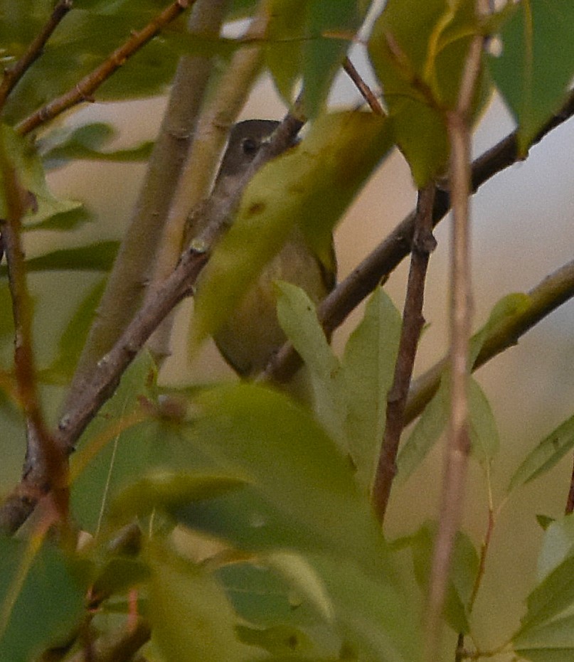 Alder Flycatcher - ML640060749
